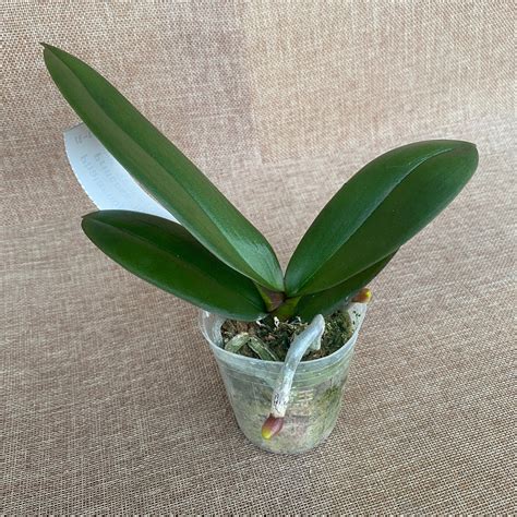 Phalaenopsis Younghome Princess '06116' - big lip – Floraria Secret ...