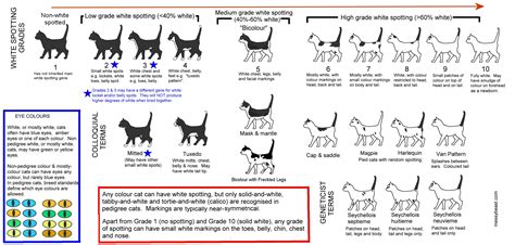 How Do Cats Mate Diagram