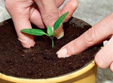 Томат Полбиг. Описание сорта, фото, отзывы