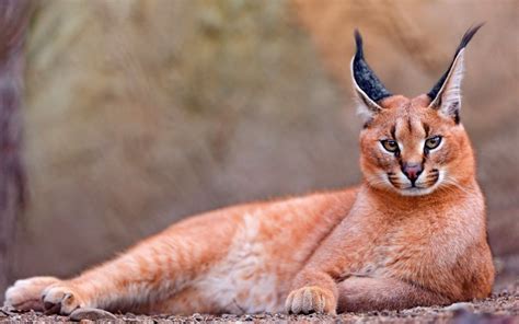 Дикие кошки: Каракал (Felis caracal) » BEST - Все самое лучшее в сети