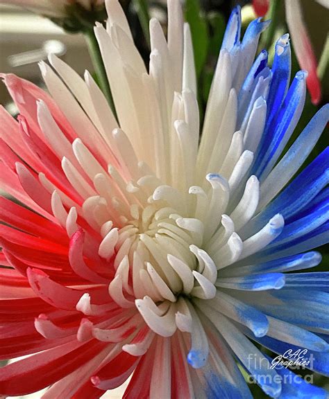 Red White Blue Mums 2 Photograph by CAC Graphics - Fine Art America
