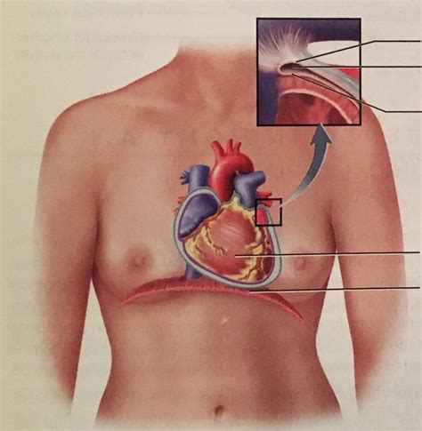 Pericardium Diagram | Quizlet