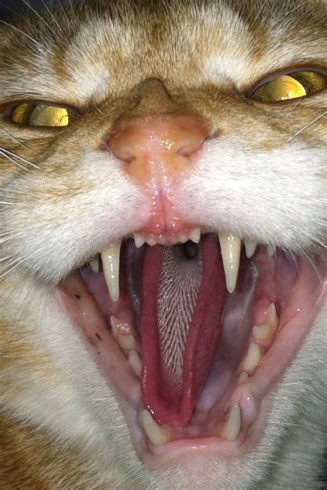 kitteh | Злые кошки, Милые котики, Кошачьи
