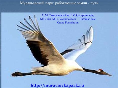 Муравьевский парк - презентация онлайн