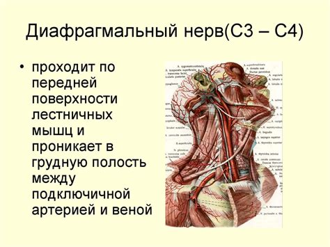 Клиническая анатомия шеи - презентация онлайн
