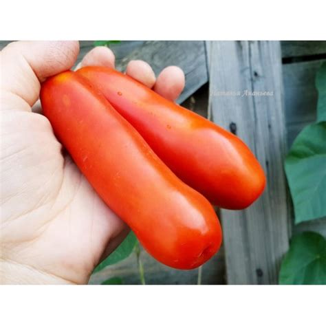 Jelly Bean (Мармеладное драже), США