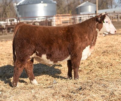 FOR SALE | Dvorak Herefords