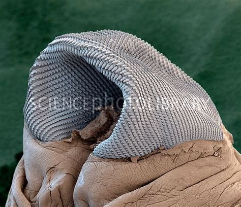 Slug radula, SEM - Stock Image C020/8734 | Slugs, Science photos, Sea slug