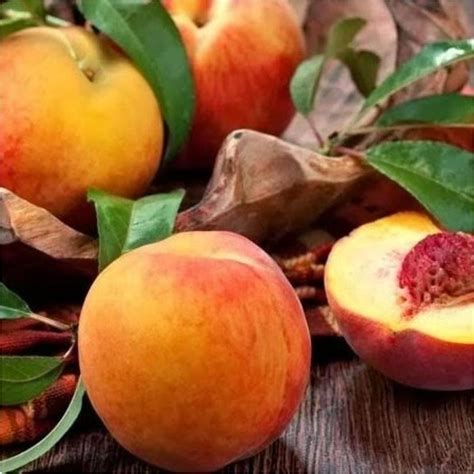 bibit tanaman buah persik peach asli cangkok madiun terlengkap