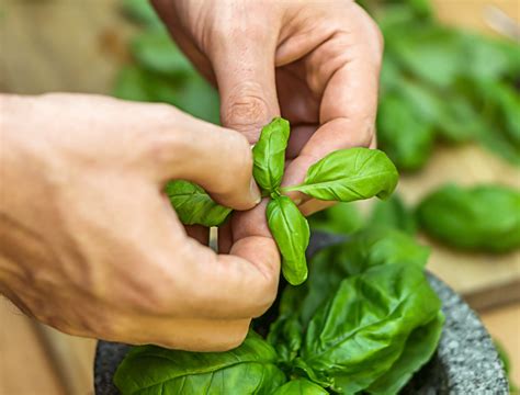 6 Plants That Can Be Grown Upside Down - Backyard Boss