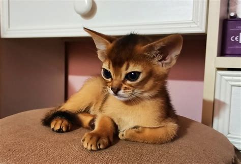 Дикий Окрас Абиссинской Кошки - нашлось 69 Фотo
