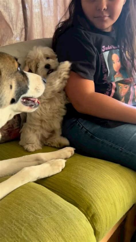 Dog lover | Foto con animali, Animali, Animali simpatici