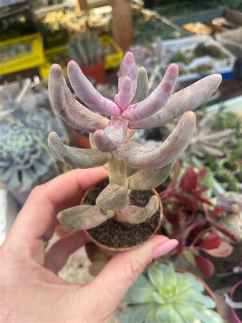 Pachyphytum ganzhou | Succulents \ Pachyphytum | Kaktusy, sukulenty i ...