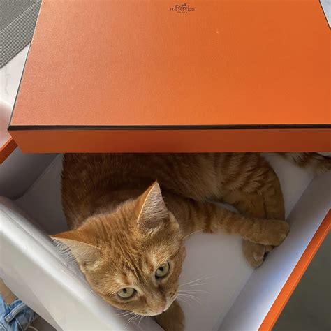Миранда - кошка из Vetland Adoption уже дома