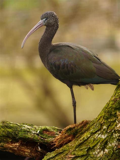 Ibis Logo Stock Photos, Images and Backgrounds for Free Download