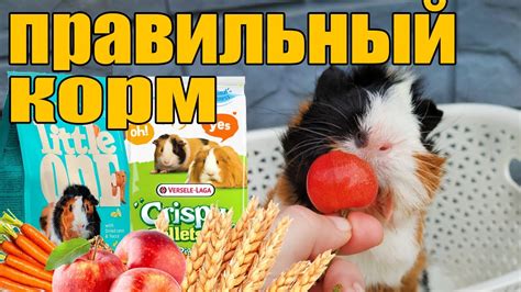 КАКОЙ ВЫБРАТЬ КОРМ ДЛЯ МОРСКИХ СВИНОК - YouTube