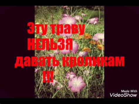 Какую траву НЕЛЬЗЯ давать кроликам - YouTube
