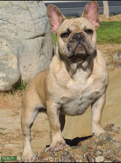 Fawn Merle Frenchie, carries blue - Stud Dog in California, the United
