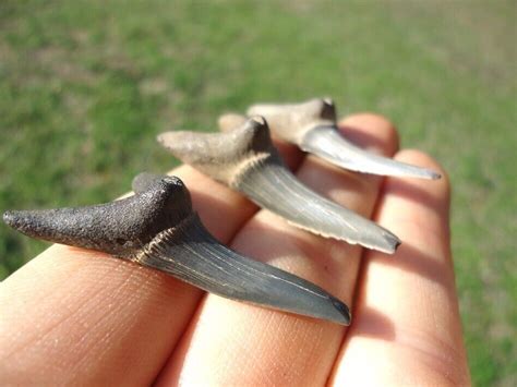 3 LARGE CRETACEOUS GOBLIN SHARK TEETH ALABAMA FOSSILS SHARKS TOOTH ...