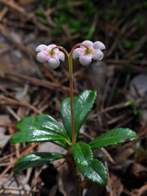 Зимолюбка зонтичная (Chimaphila umbellata)