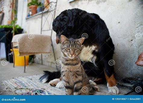 Bernese Mountain Dog with a Cat Stock Image - Image of little, bernese ...