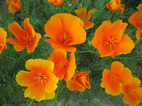Эшшольция (65 фото): виды и сорта, посадка, уход, выращивание, размножение