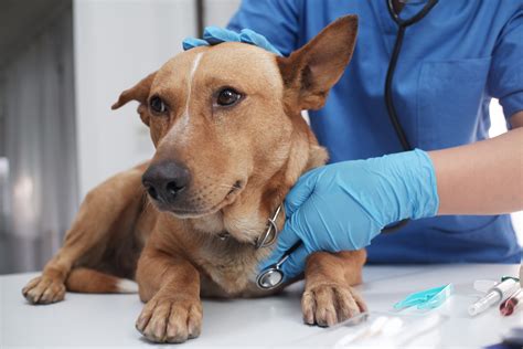 Dog Sedated After He 'Chose Violence' at Vets Leaves Internet in ...