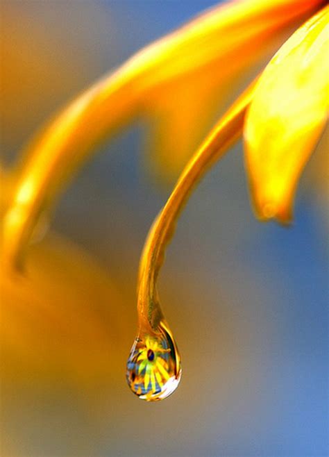 Fotos increíbles de gota de rocío..! - Taringa!