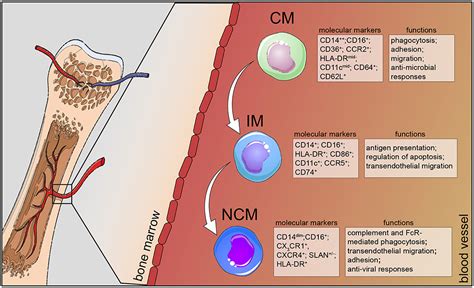 Monocyte Diagram Labeled