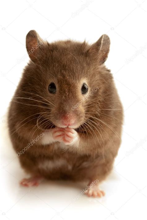 Brown mouse Stock Photo by ©gorgev 10782911