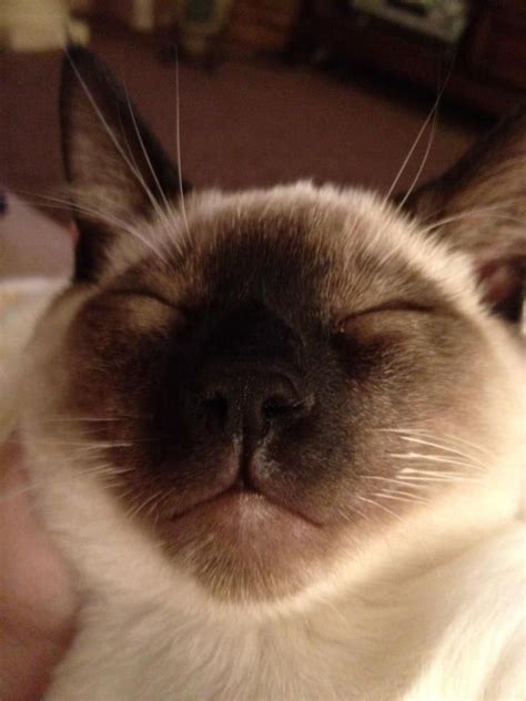 Art and photos of the Siamese Cat. Siamese/Orientals cats | Cute cats ...