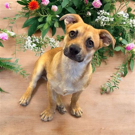 Dog for adoption - Simba, a Dachshund & Australian Shepherd Mix in St. Louis , MO | Petfinder