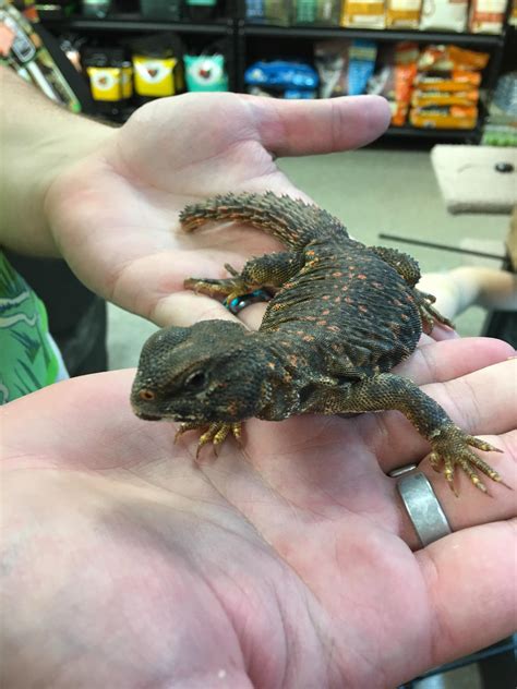 What is this? Held it at a pet store and forgot what it's called. Want