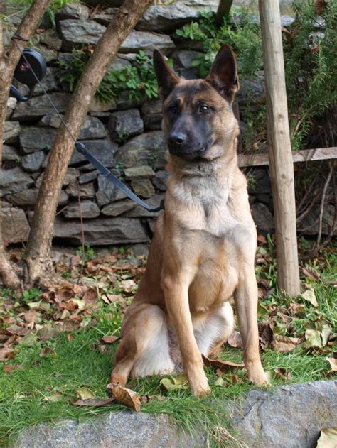 1510 best images about Belgian Malinois on Pinterest | Dutch, Navy ...