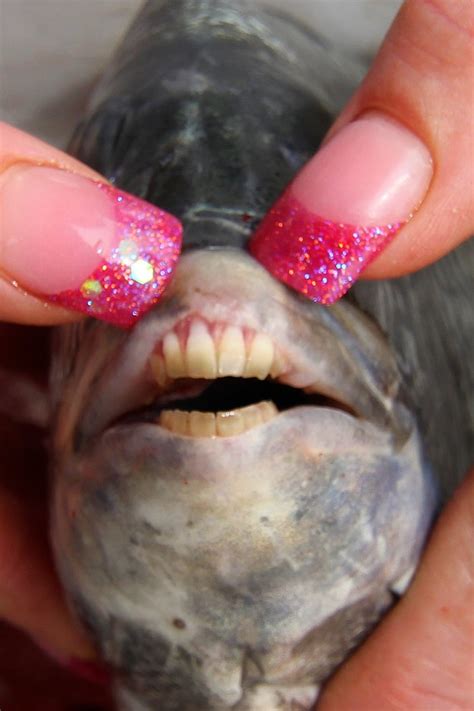 29+ Sheepshead Fish Teeth Images - Teeth Walls Collection For Everyone