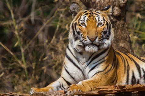 Tiger - KHAO SOK National Park, Thailand