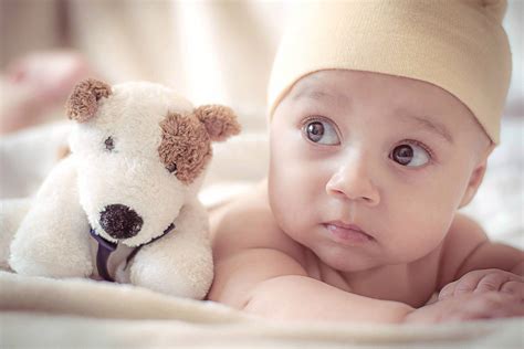 cute baby  dog plushie wallpaper wallpaperscom