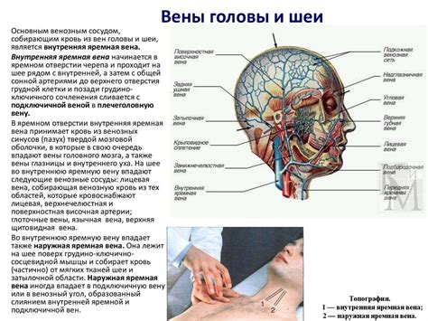 Артерии и вены большого круга кровообращения. Особенности коронарного ...