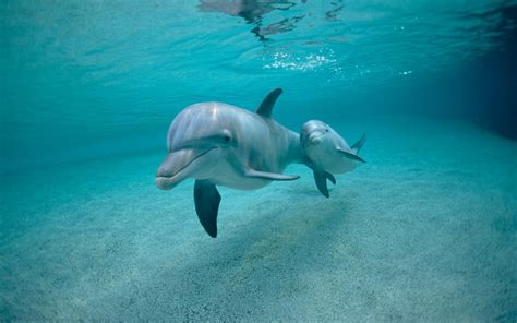 🔥 [70+] Cute Dolphin Wallpapers | WallpaperSafari