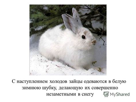 Презентация на тему: "ЗАЙЦЫ Зайцы, эти милые ушастики, живут в самых ...