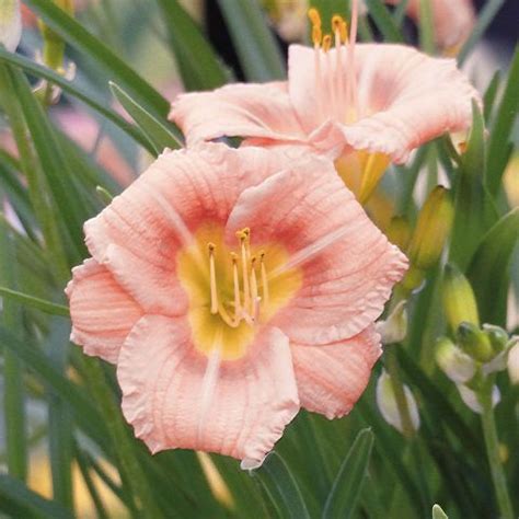 Hemerocallis Everydaylily Rose - Compact and very repeat-flowering pink ...