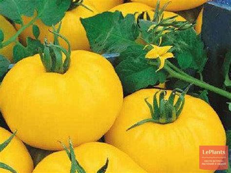 Томат 'Янтарный 530' — описание сорта, характеристики | на LePlants.ru