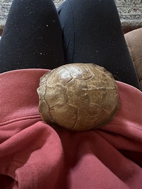 Box turtle trying to hibernate! What do I do? : r/turtle