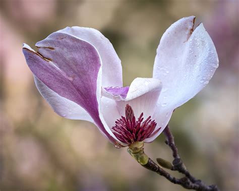Japanese Magnolia Pictures