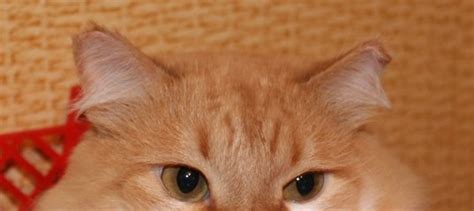 Какой нос должен быть у здоровой кошки Кошки и коты
