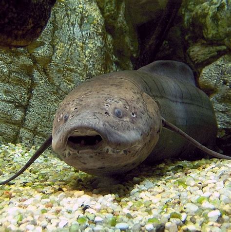 West African Lungfish | Discover Animals
