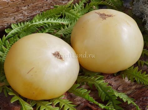 Томат Бланш Анжу: описание сорта, отзывы, фото | tomatland.ru