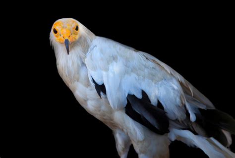 Egyptian Vulture Facts - CRITTERFACTS