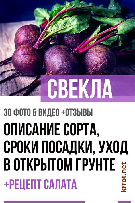 Свекла: Описание, Сорта, Посадка, Уход | (30 Фото) +Отзывы