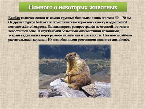 Степь. Степные животные - Презентации по географии
